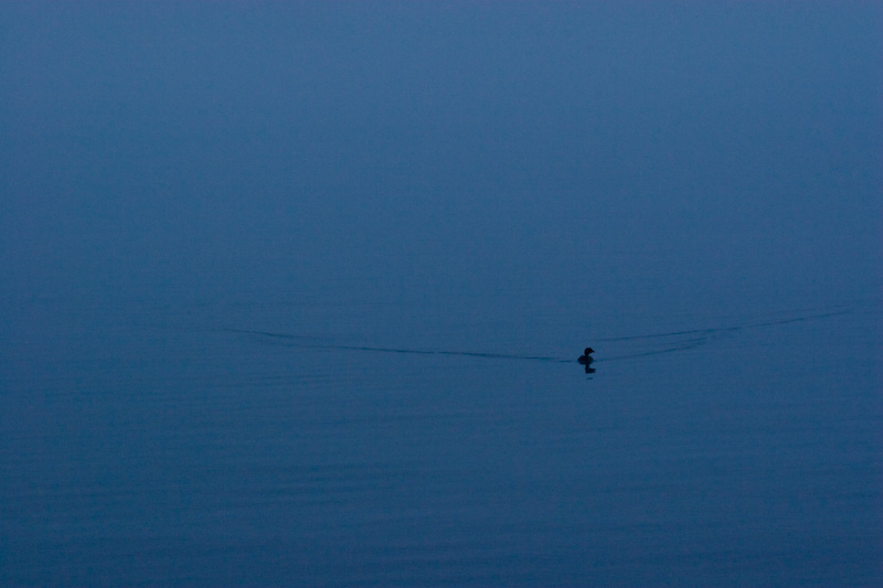 Pied-Billled Grebe Through Morning Fog